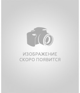 Пион молочноцветковый Крусс Бланш (Paeonia lactiflora Crousse Blanche) контейнер 2л