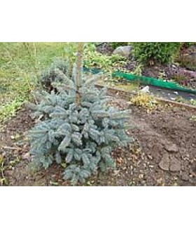 Ель колючая Glauca, контейнер, 60-70 см