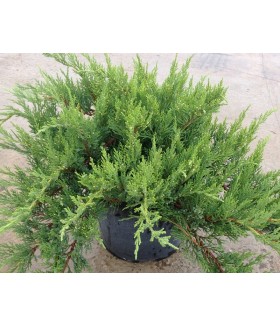 Можжевельник казацкий Тамарисцифолия (Tamariscifolia) , контейнер 3 л .