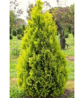 Туя западная Еллоу Риббон (Thuja occidentalis Yellow Ribbon) контейнер, высота 140/160 