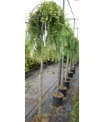 Лиственница японская Stiff Weeper (Larix kaempferi), штамб 180см, контейнер