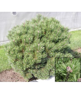 Pinus mugo Mops (selectie), контейнер 5 л, размер 30/35