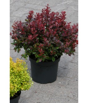 Барбарис тунберга Atropurpurea Nana (Berberis thunbergi Atropurpurea Nana) контейнер 5л