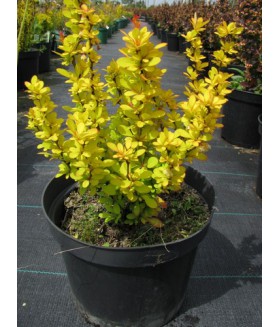 Барбарис тунберга Aurea (Berberis thunbergi Aurea) контейнер 5л