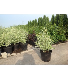 Дерен белый Elegantissima, контейнер 5 л, размер 40/60 см