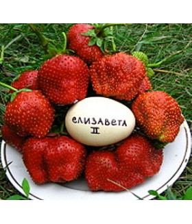 Земляника садовая ремонтантная (Клубника) Елизавета 2, 2-3 листа