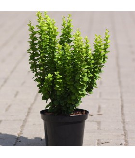 Барбарис тунберга Erecta (Berberis thunbergi Erecta) контейнер 5л