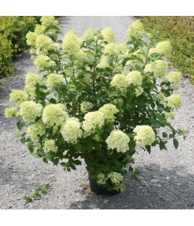 Гортензия метельчатая Lime Light, контейнер 7 л, высота 40-60 см