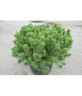 Сосна горная mughus (Pinus mugo) 60-80см, контейнер