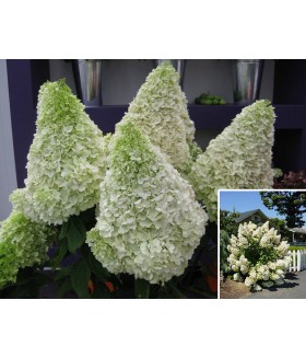 Гортензия метельчатая Полар Бир (Hydrangea paniculata 'Polar Bear') контейнер 5л