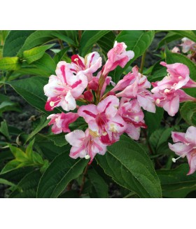 Вейгела цветущая Rosea, контейнер 3 л, размер 30/40 см