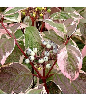 Дерен белый Sibirica Variegata, контейнер 3 л, высота 40/60 см