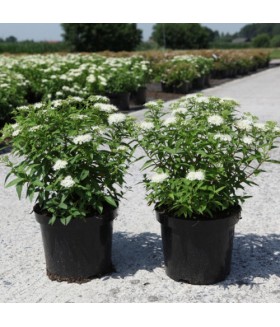 Спирея японская Albiflora, контейнер 3 л 
