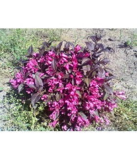 Вейгела цветущая Nana Purpurea, контейнер 3 л, 30/40 см