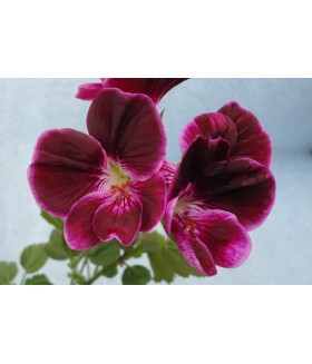 Пеларгония виолоцветная, контейнер 1,5/2л 